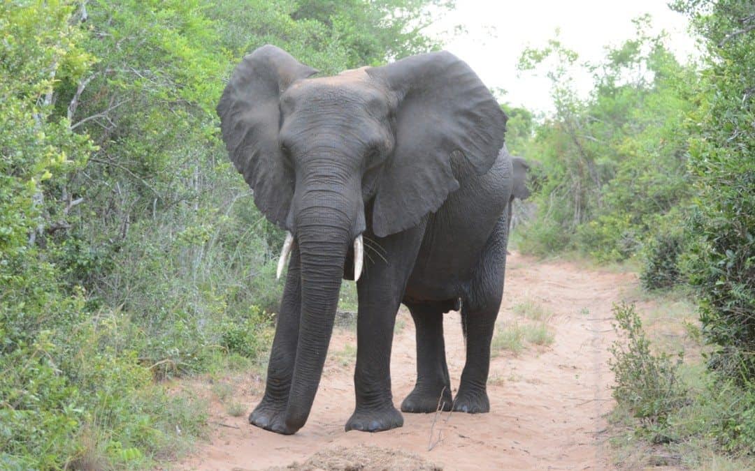 Sterkt møte med elefanter